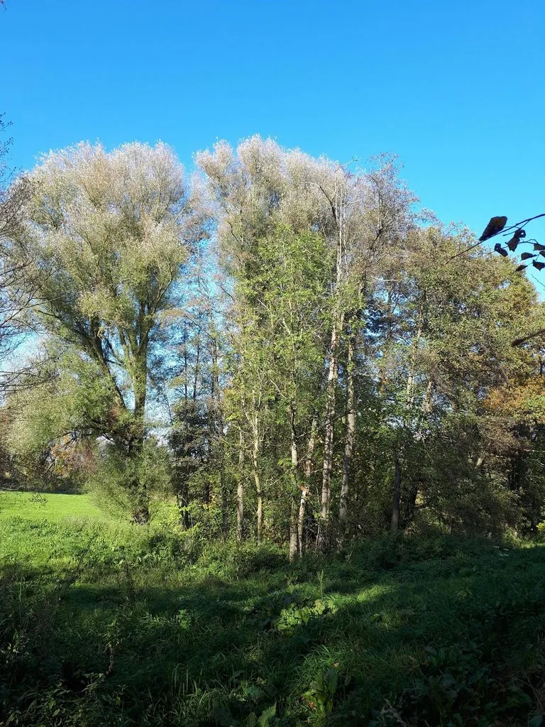 Чайная беседка