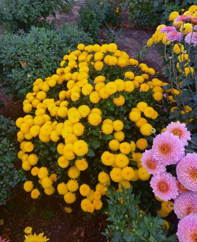 Флора