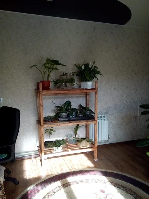 Пора выращивать рассаду