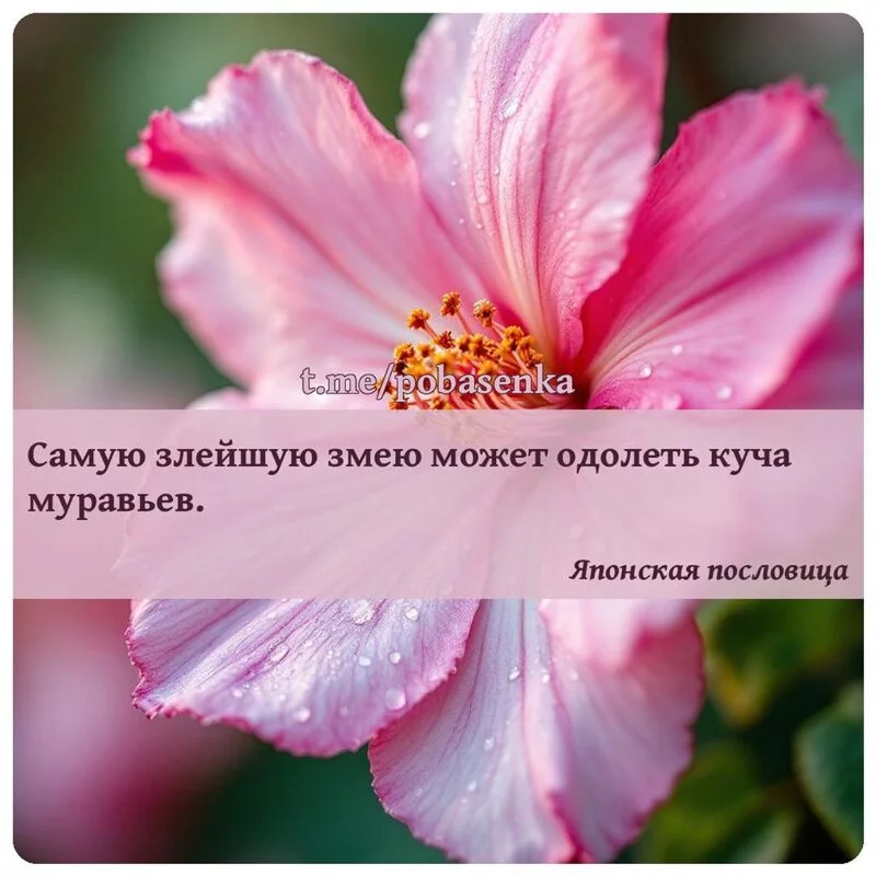 «Самую злейшую змею может одолеть куча...» height="550" width="550"