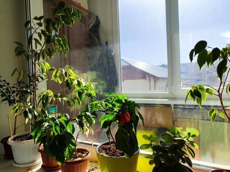 Цветочки: моем, пересаживаем, подкармливаем... (всё о комнатных растениях)