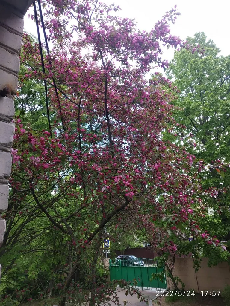 Чайная беседка