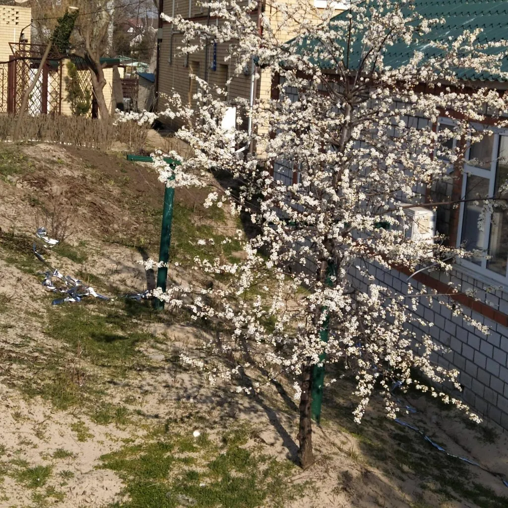 Чайная беседка