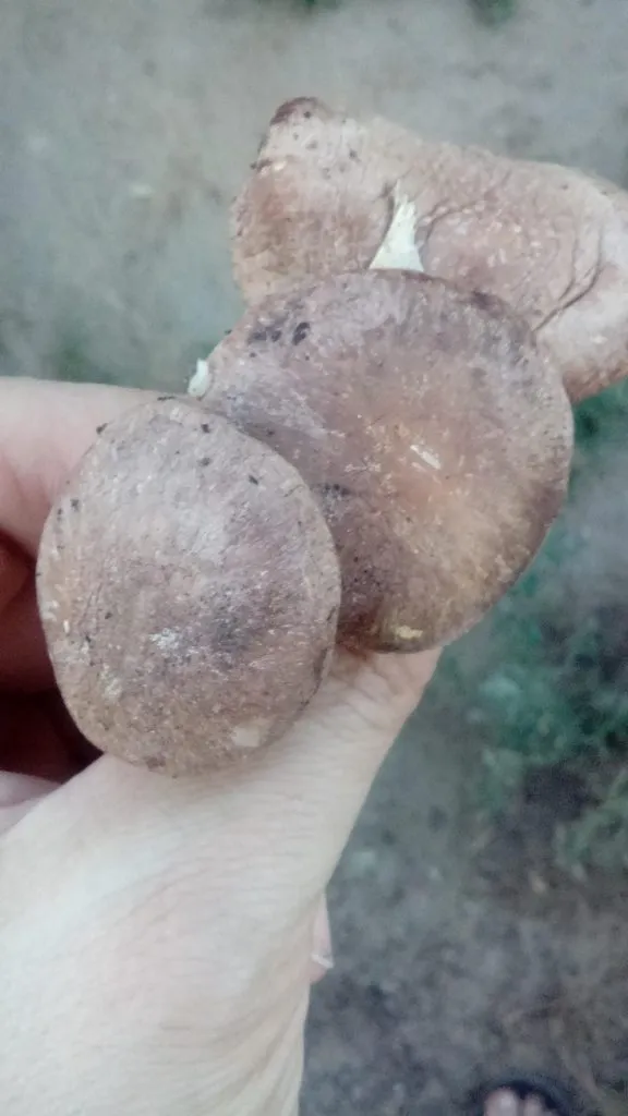 По грибы с лукошком