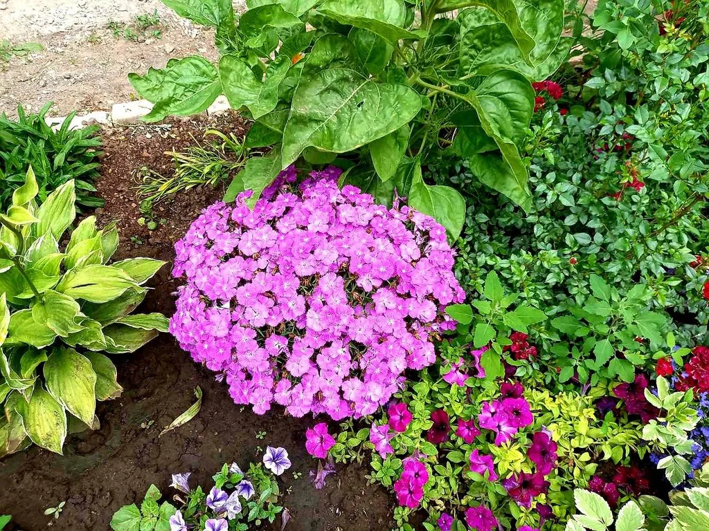 Чайная беседка