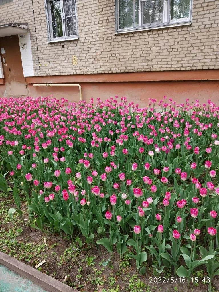 Чайная беседка