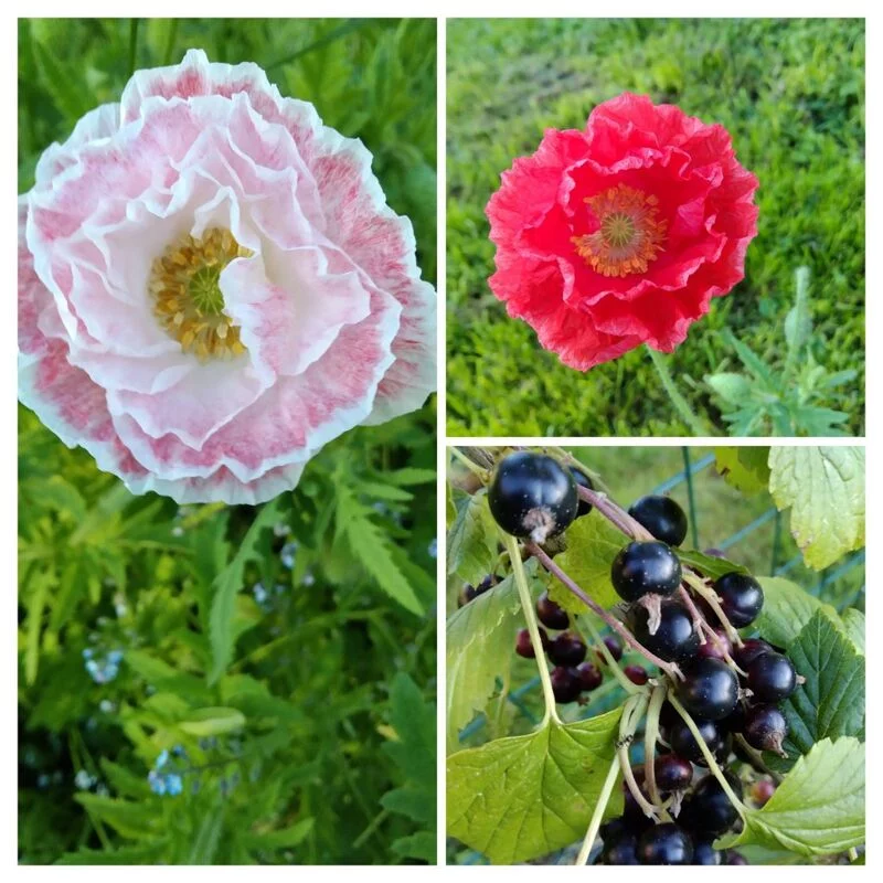 Чайная беседка