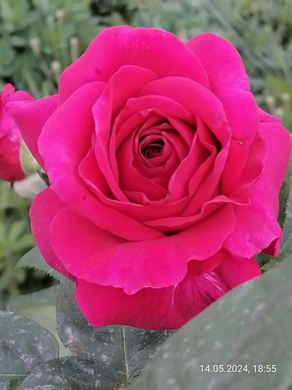 Чайная беседка