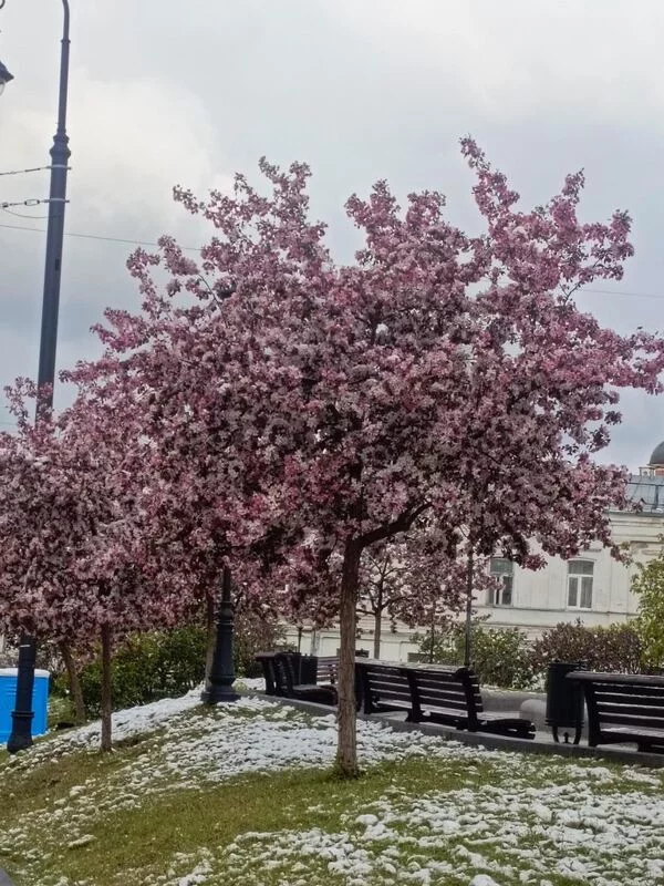 Что в Москве слышно? 