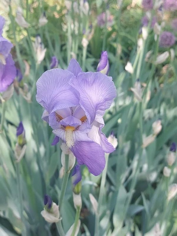 Чайная беседка