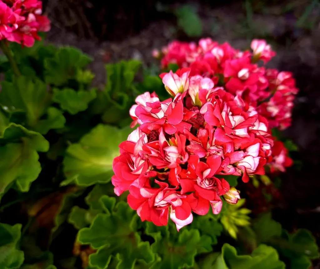 Чайная беседка