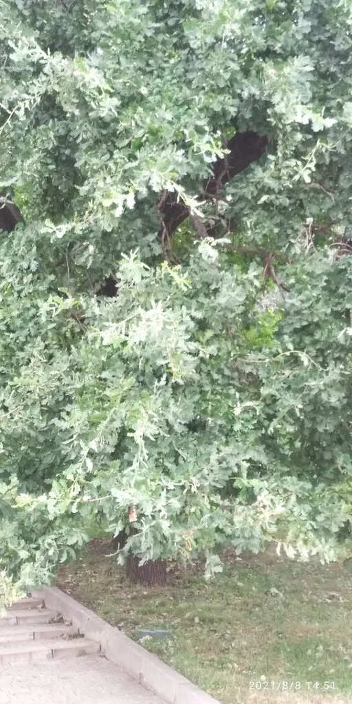 Tapтaлeтки & Ко