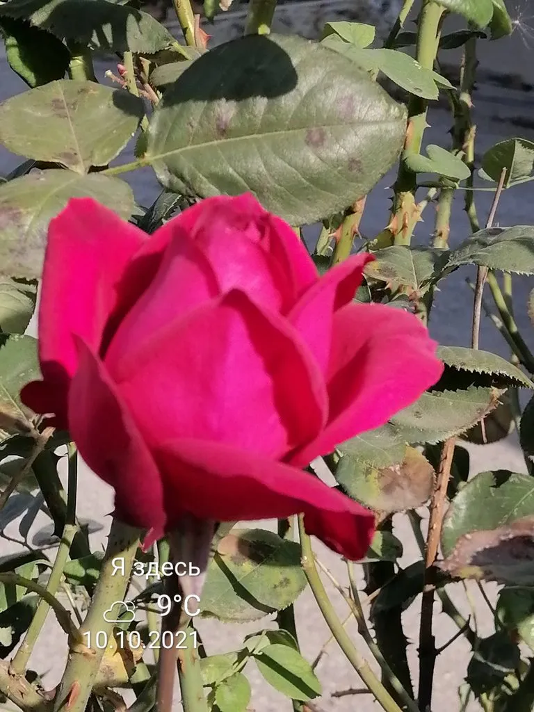 Чайная беседка