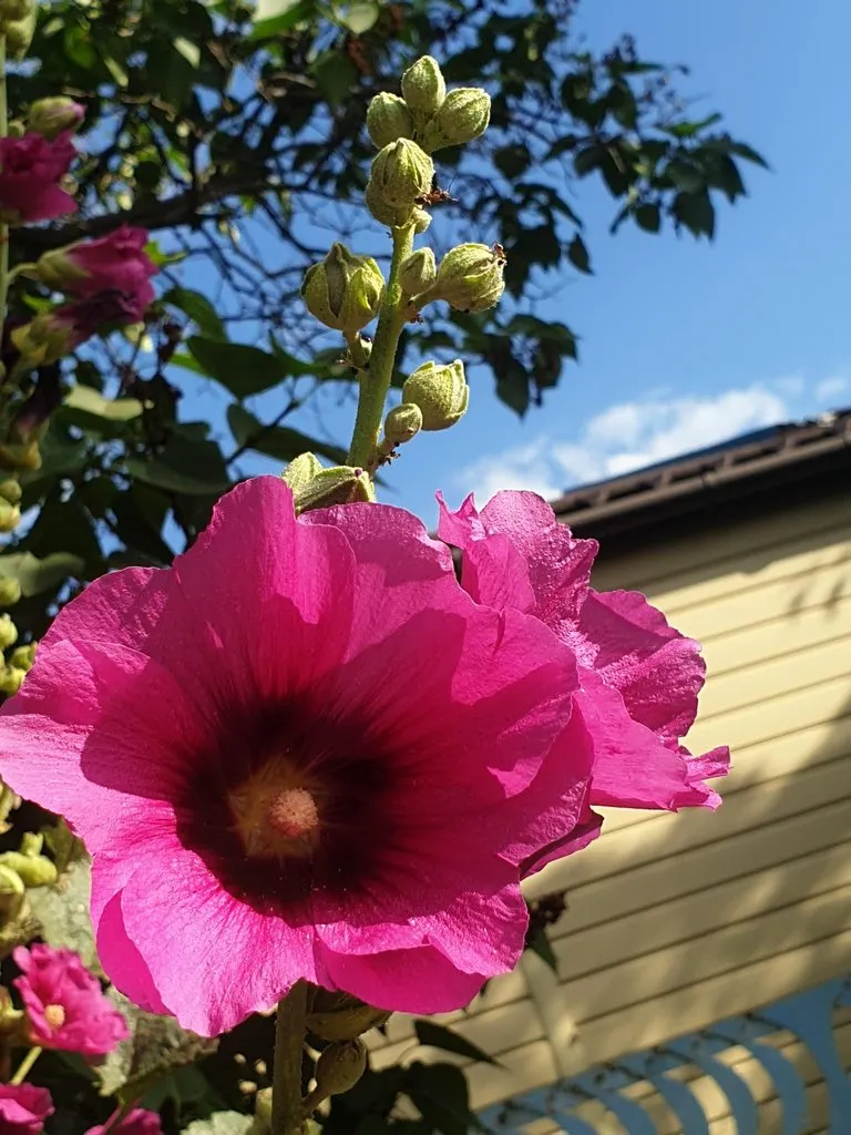 Чайная беседка