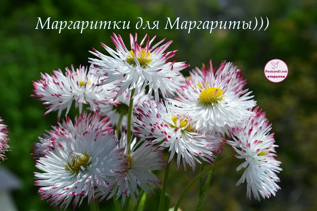 Кафе «У пани Сони»