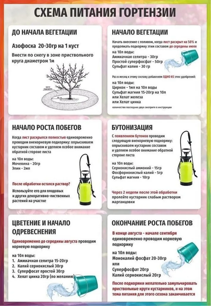 Цветы на моем участке (2022 г.)