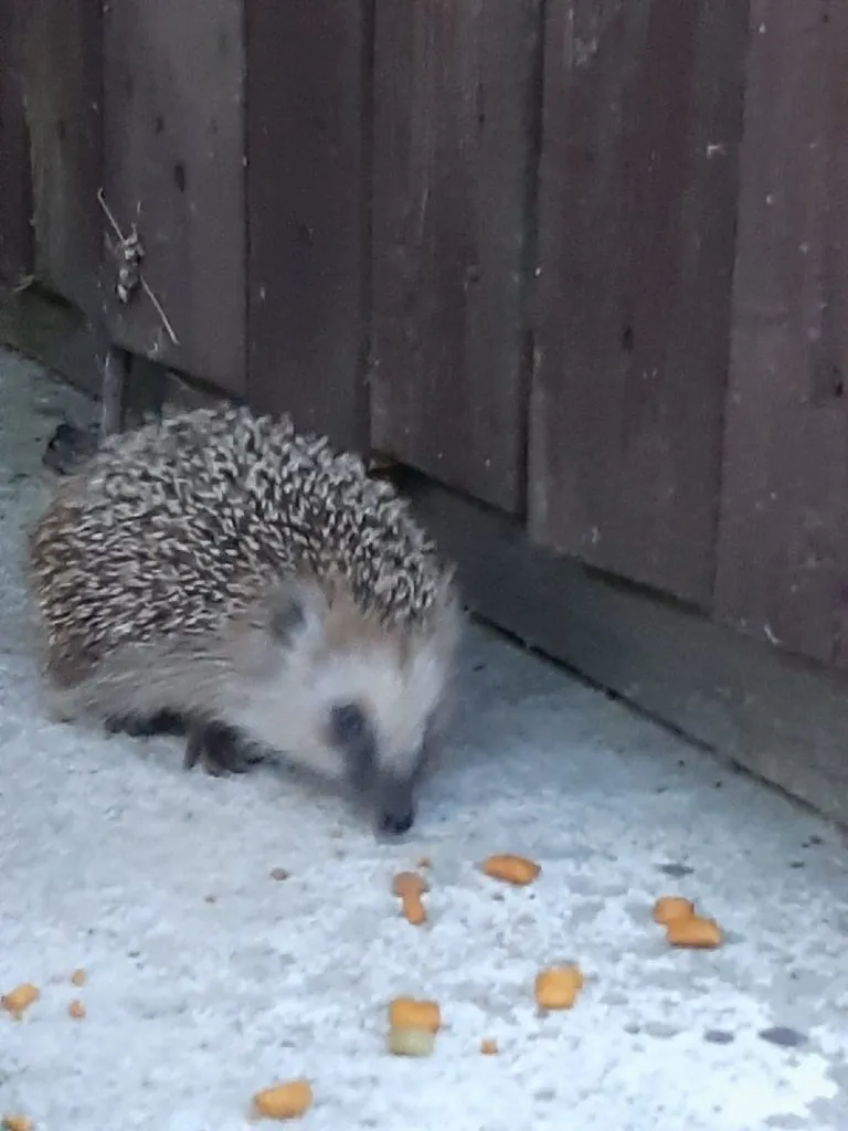 Кафе «У пани Сони»