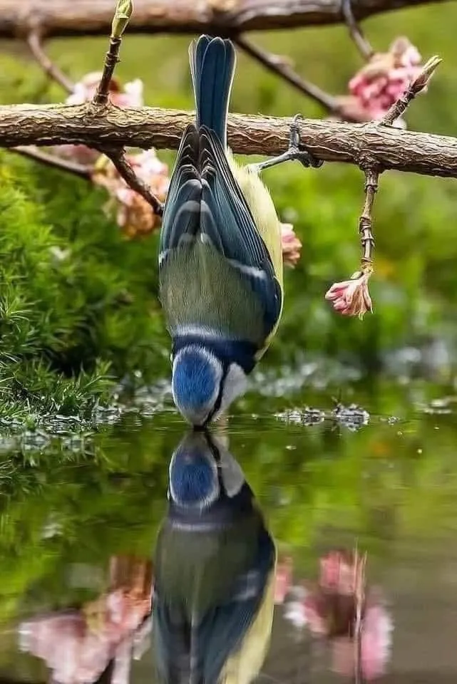 Эти забавные животные