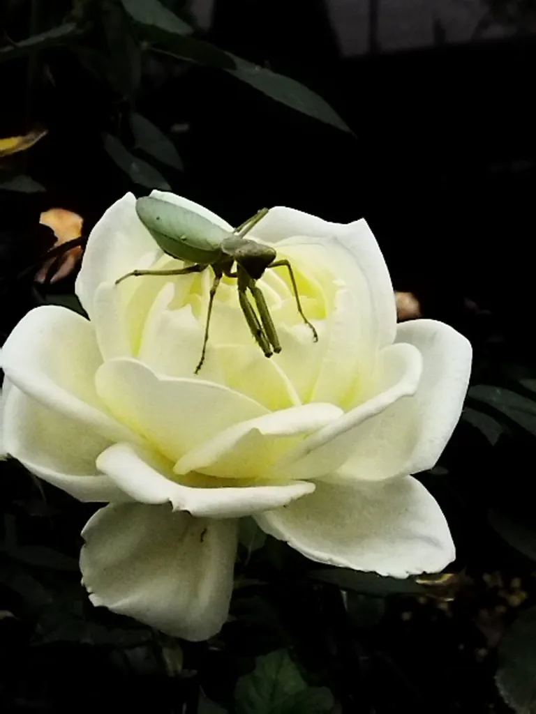 В мире животных