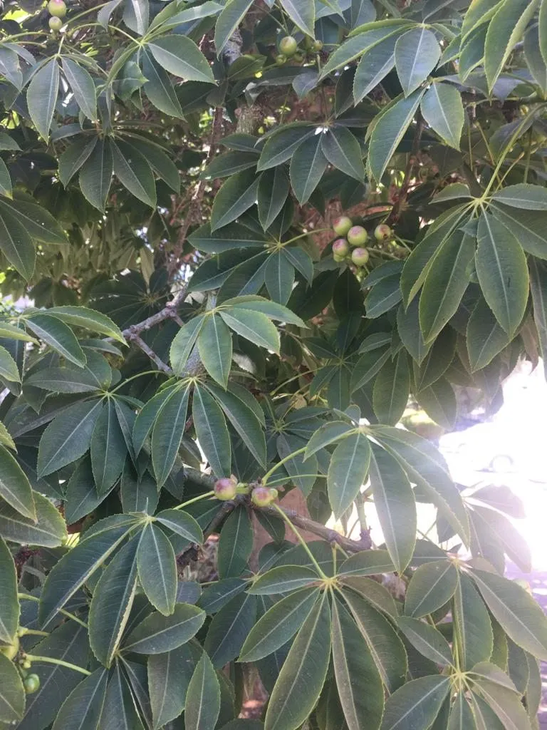 Чайная беседка