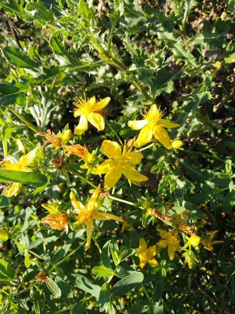 Чайная беседка