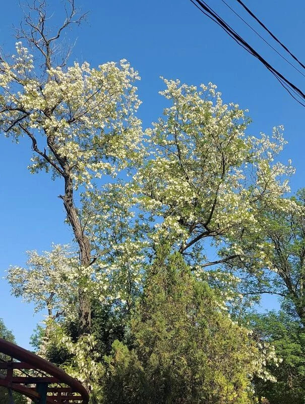 Чайная беседка