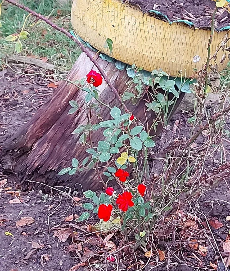 Чайная беседка