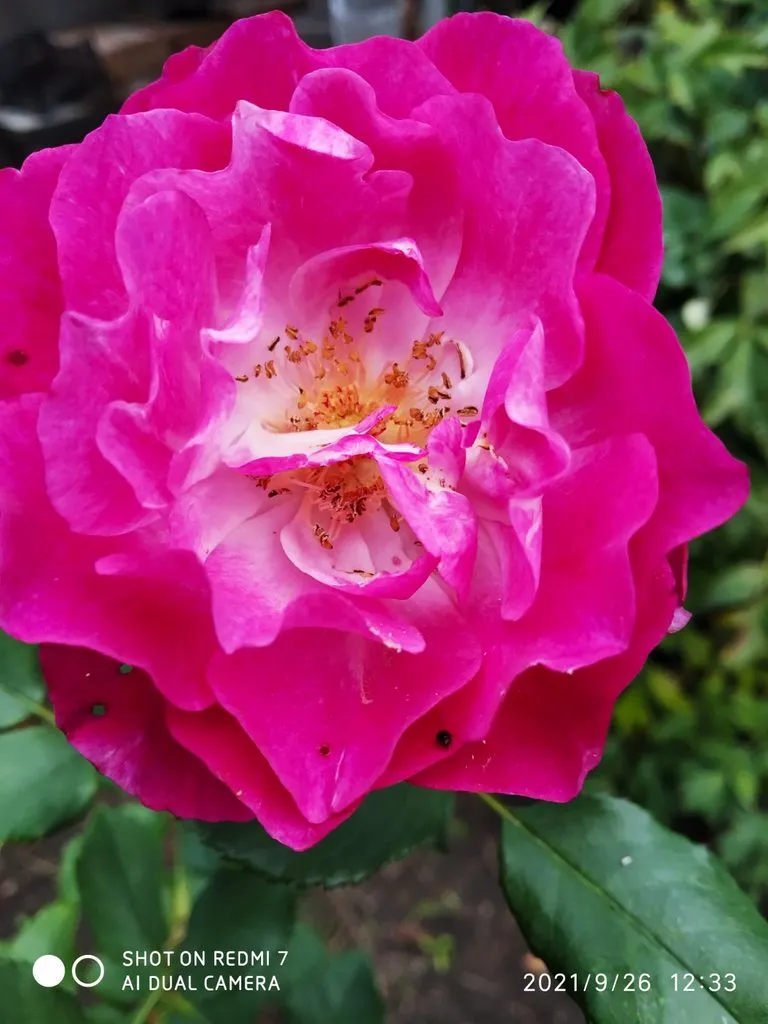 Чайная беседка