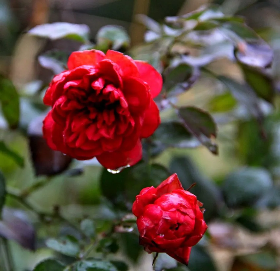 Чайная беседка