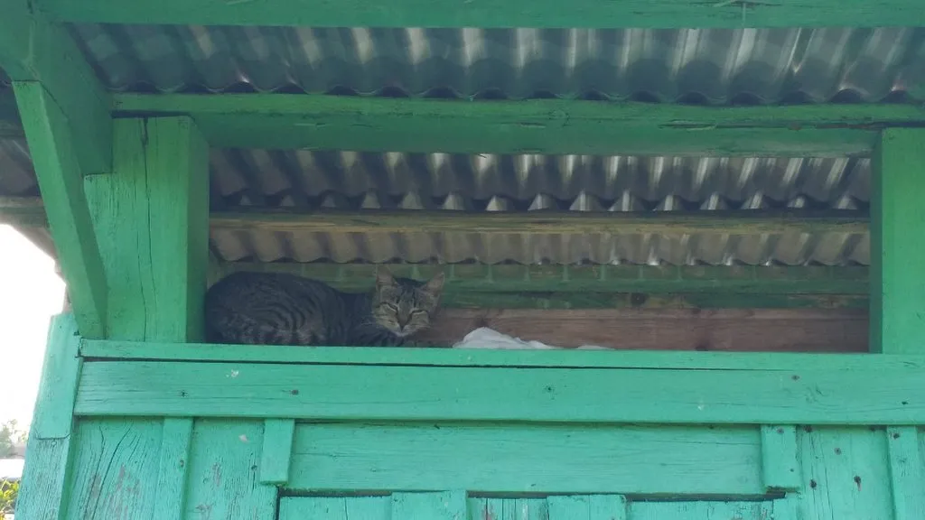 Кафе «У пани Сони»