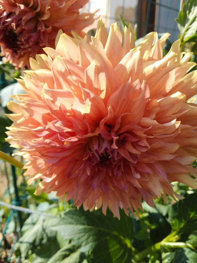 Чайная беседка