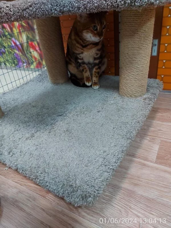 Чайная беседка