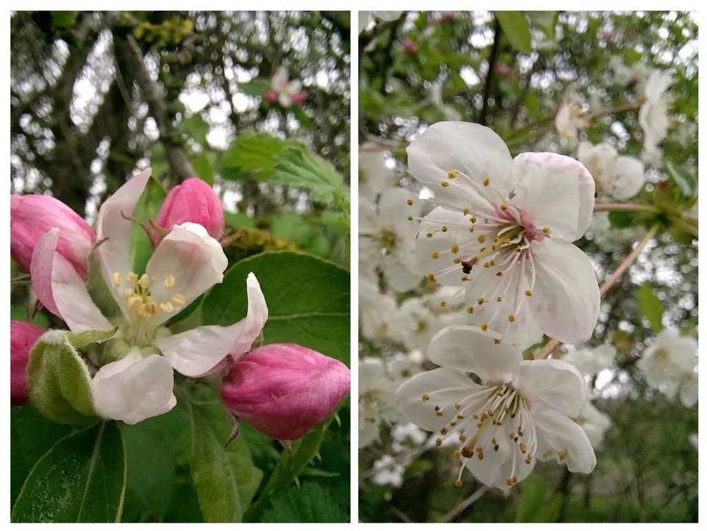 Чайная беседка