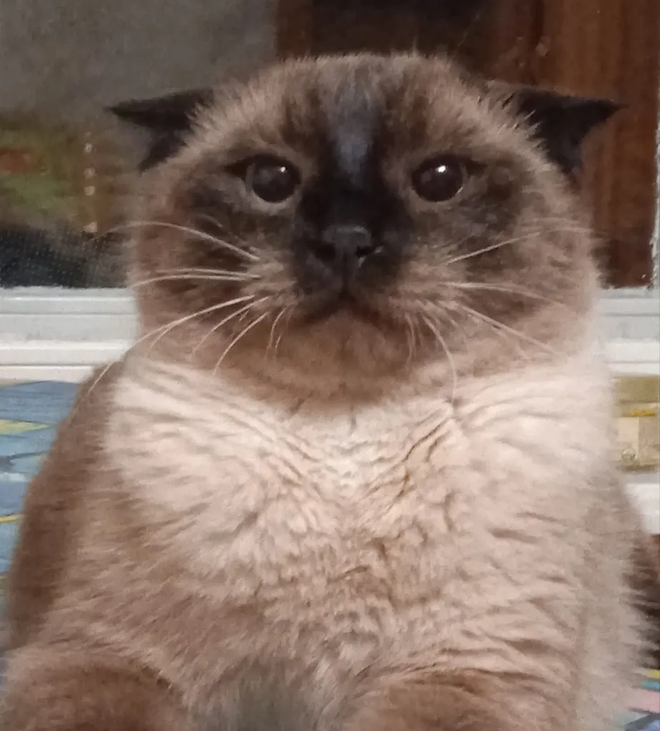 Кошичкина полиция