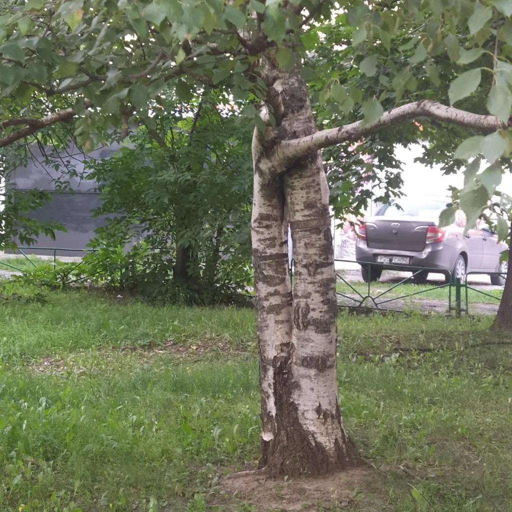 Чайная беседка