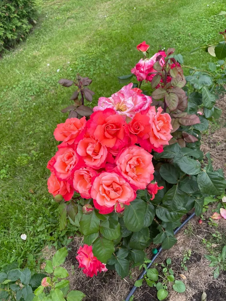 Чайная беседка