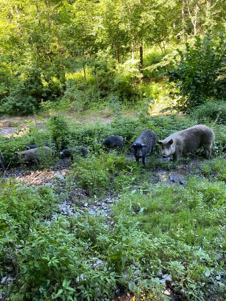 Чайная беседка