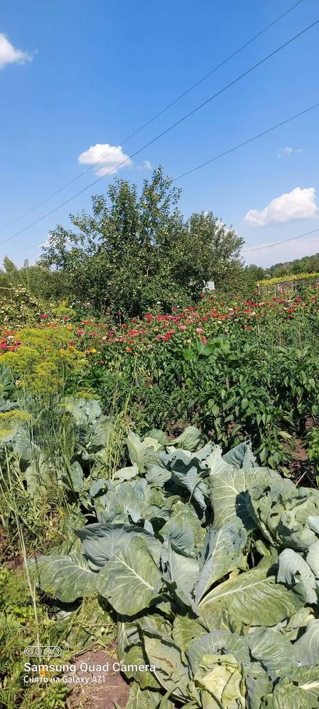 Чайная беседка