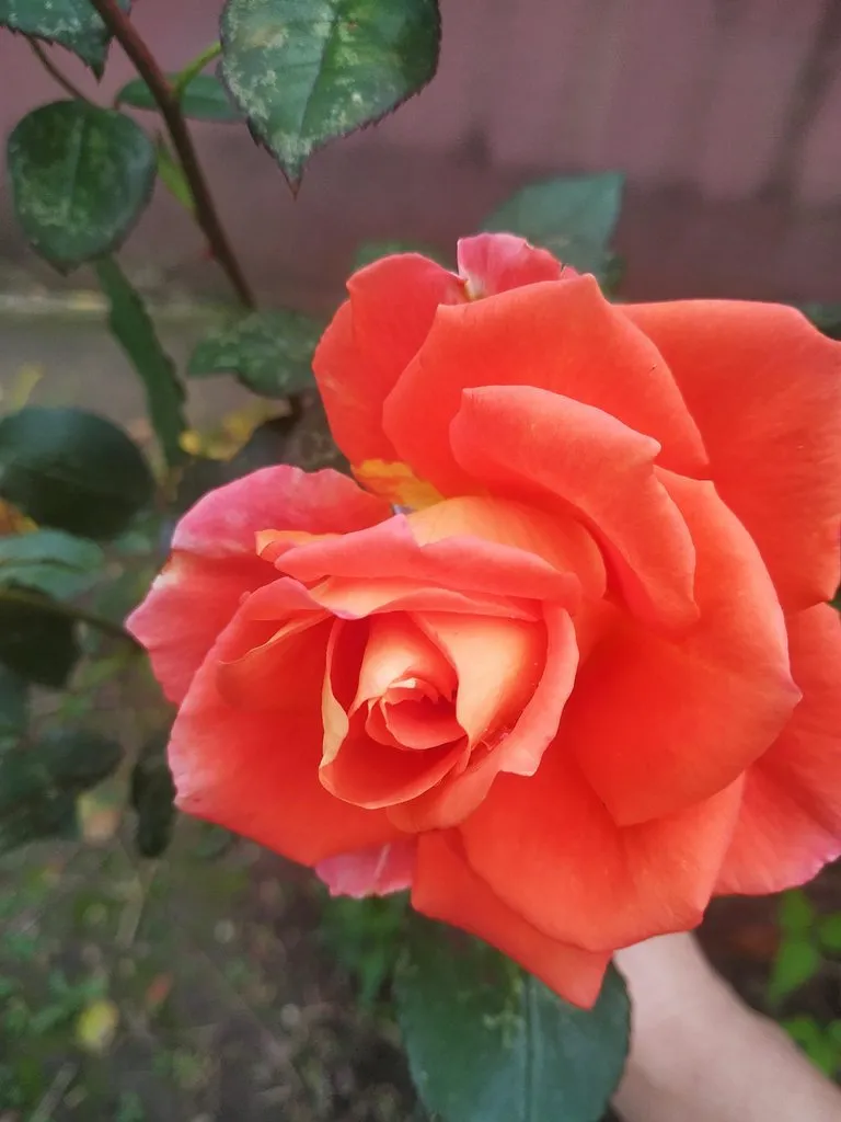 Чайная беседка