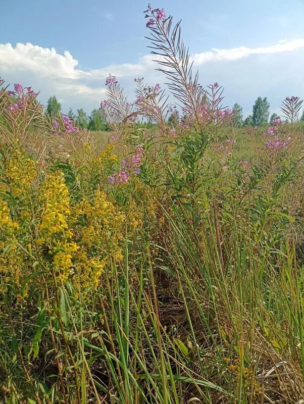 Фотонастроение