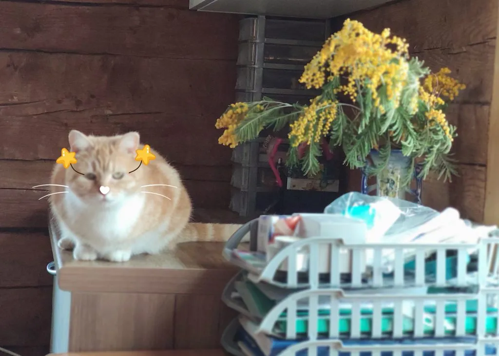 Кафе «У пани Сони»