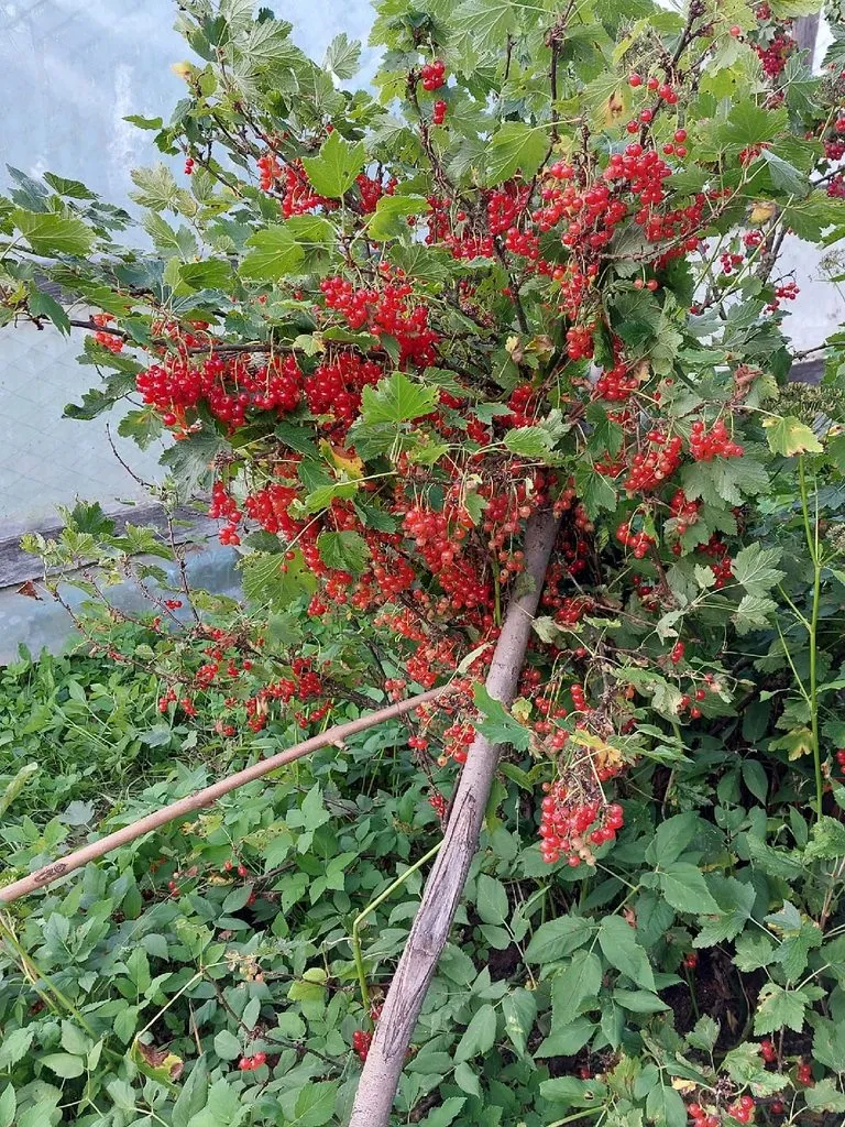 Кафе «У пани Сони»