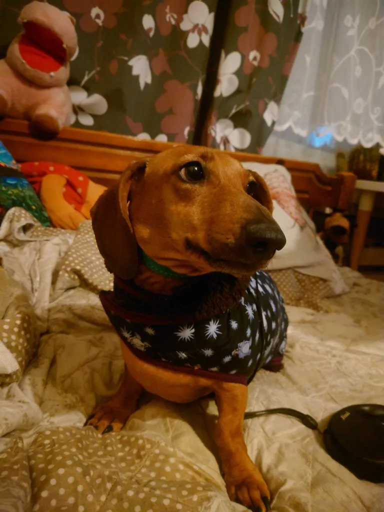 Живой Журнал Жульена