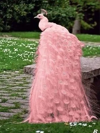 Эти забавные животные