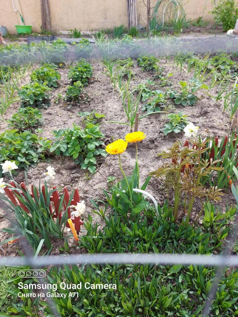 Чайная беседка