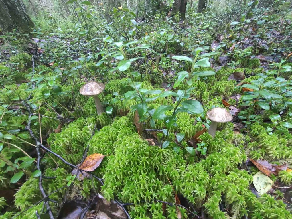 По грибы с лукошком