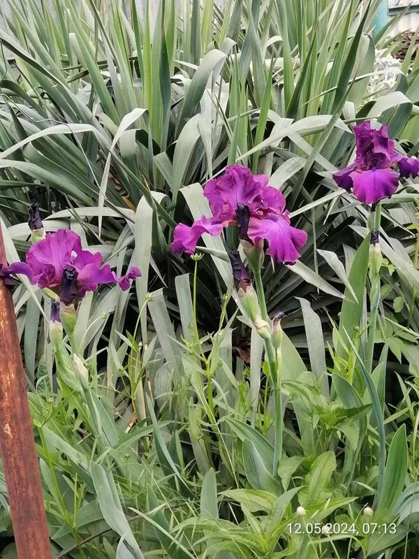 Чайная беседка