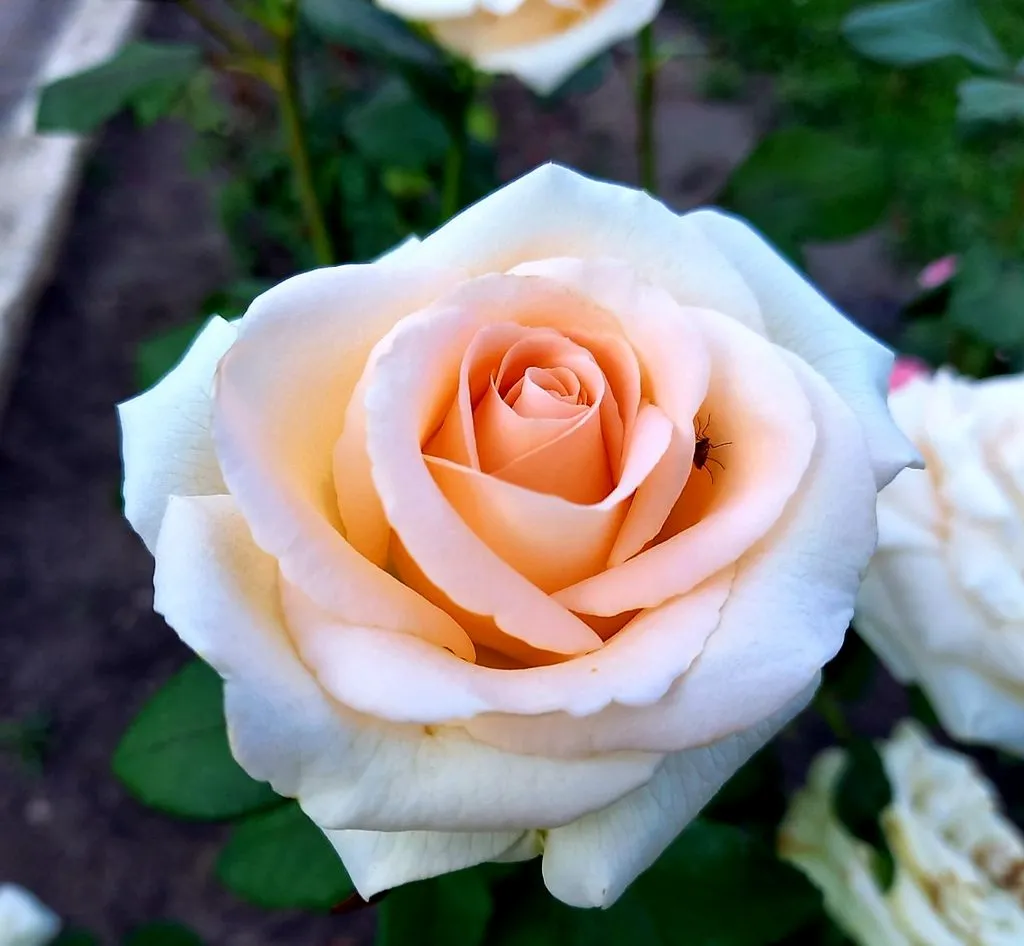 Чайная беседка