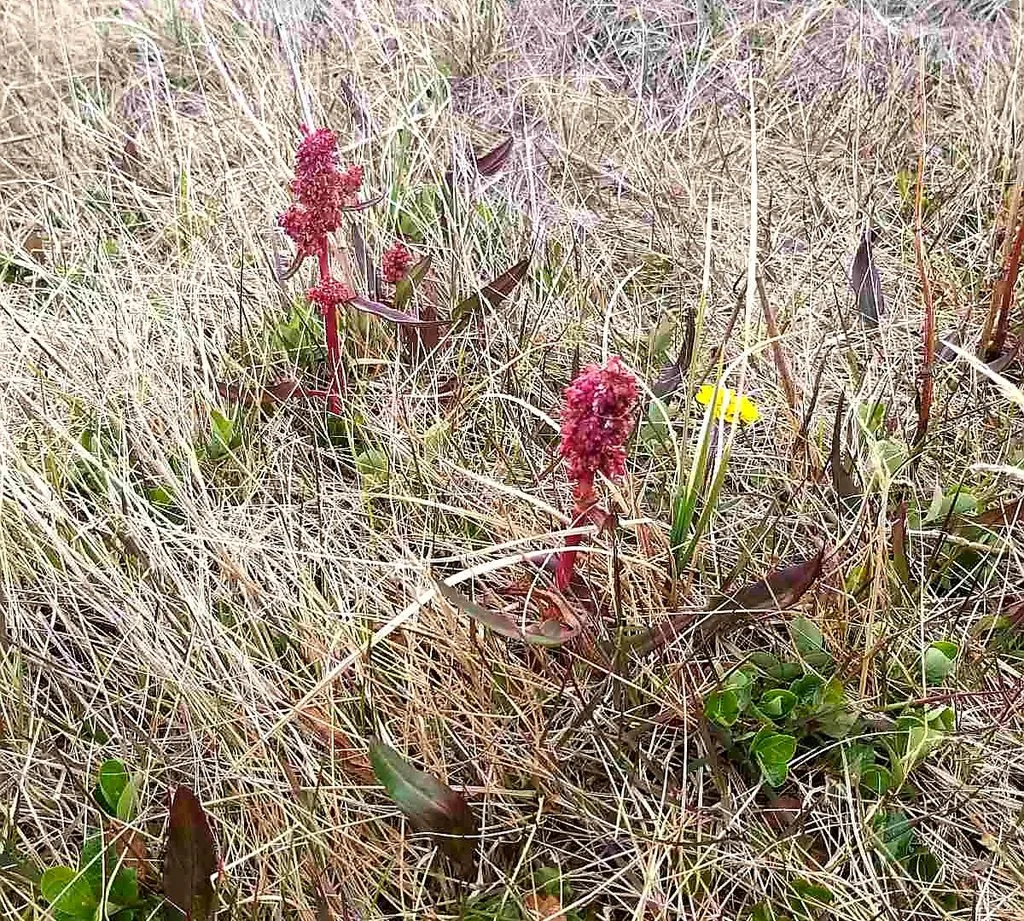 Чайная беседка