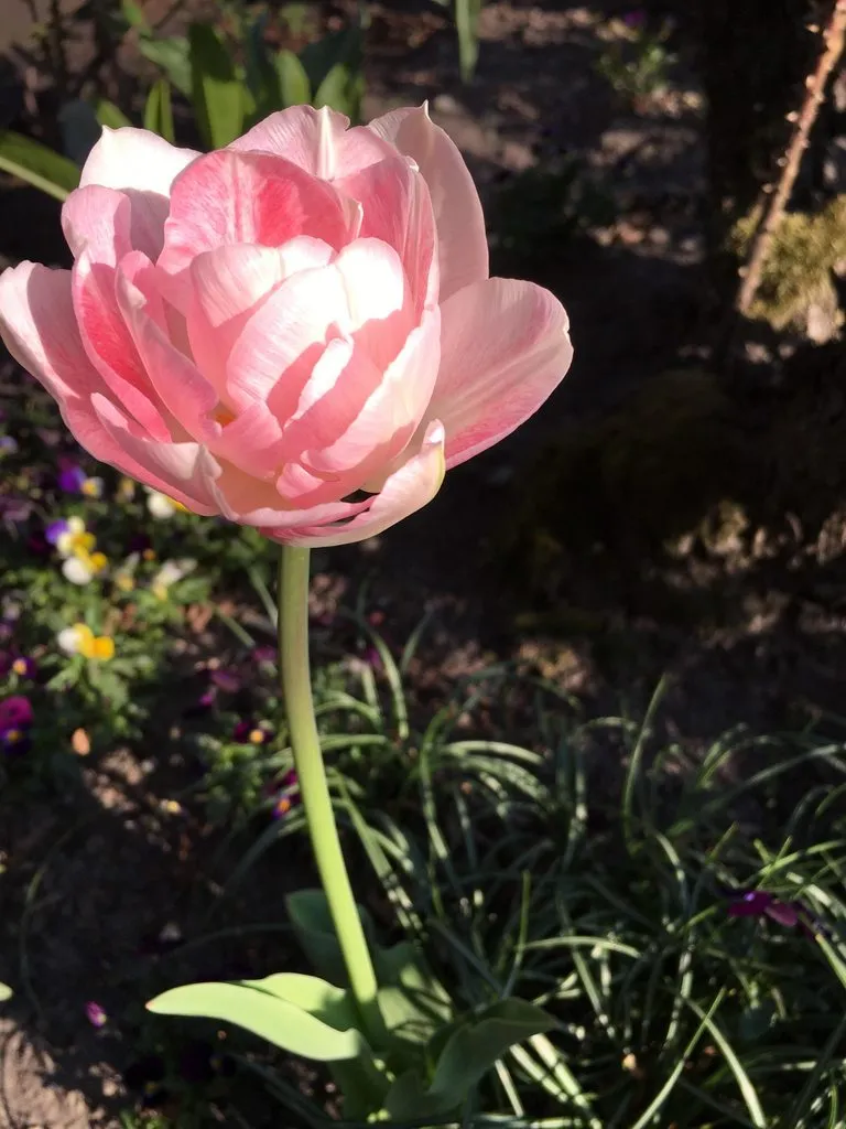 Чайная беседка